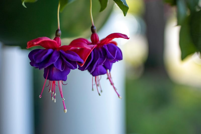 Hanging Baskets